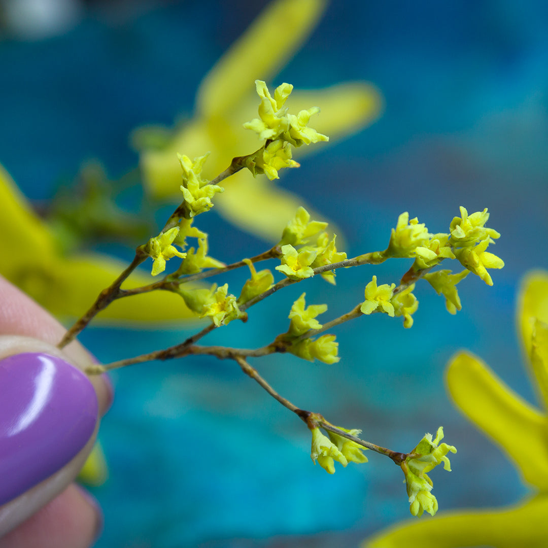 TUTORIAL Miniature forsythia with air dry clay | PDF + video