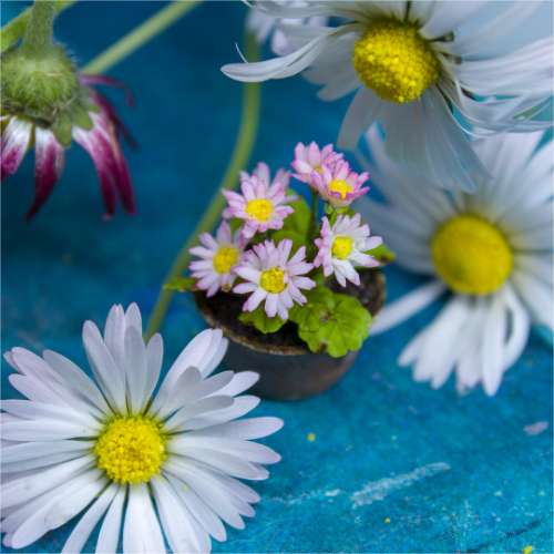 TUTORIAL Miniature daisies with air dry clay | PDF + video