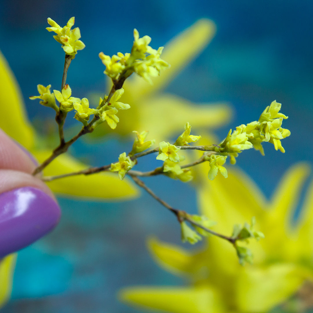 TUTORIAL Miniature forsythia with air dry clay | PDF + video