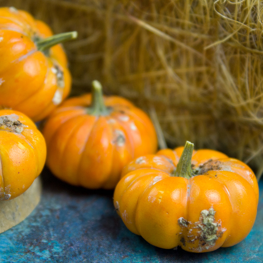TUTORIAL Miniature dirty pumpkins with polymer clay | PDF + video