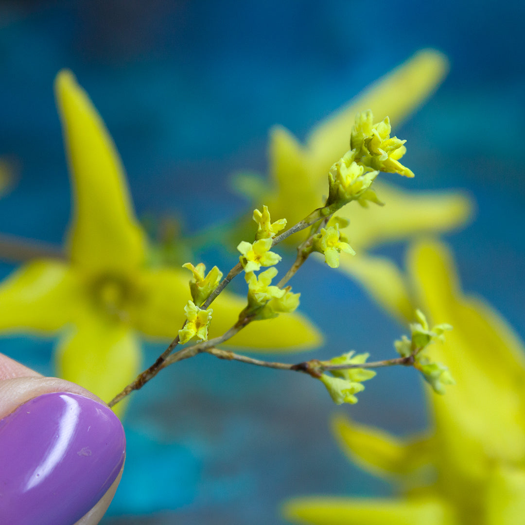 TUTORIAL Miniature forsythia with air dry clay | PDF + video