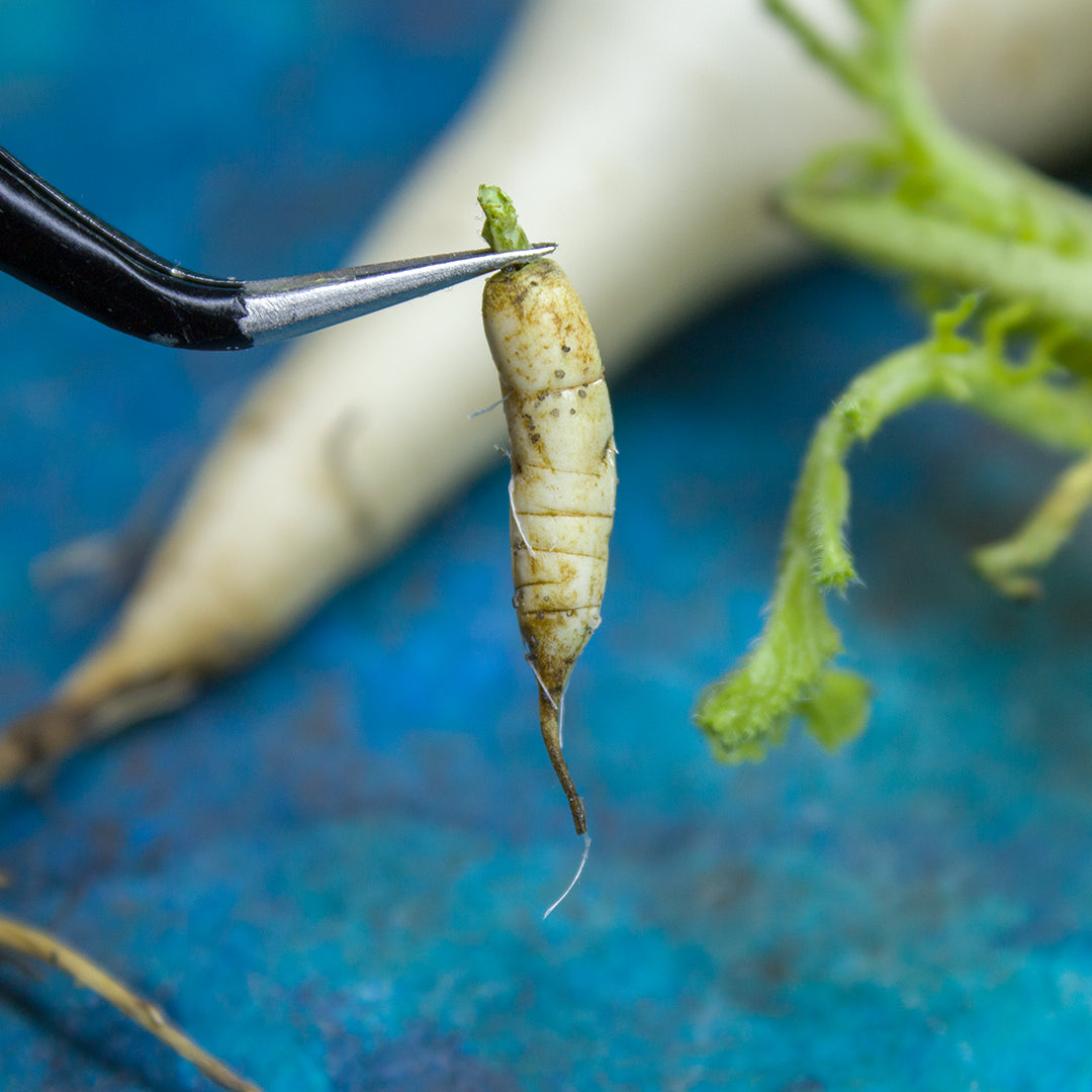 TUTORIAL Miniature daikon with polymer clay | PDF + video