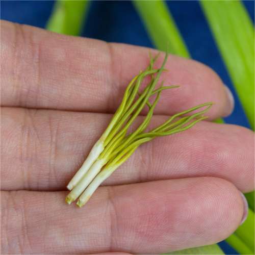 TUTORIAL Miniature green onion with polymer clay | PDF + video