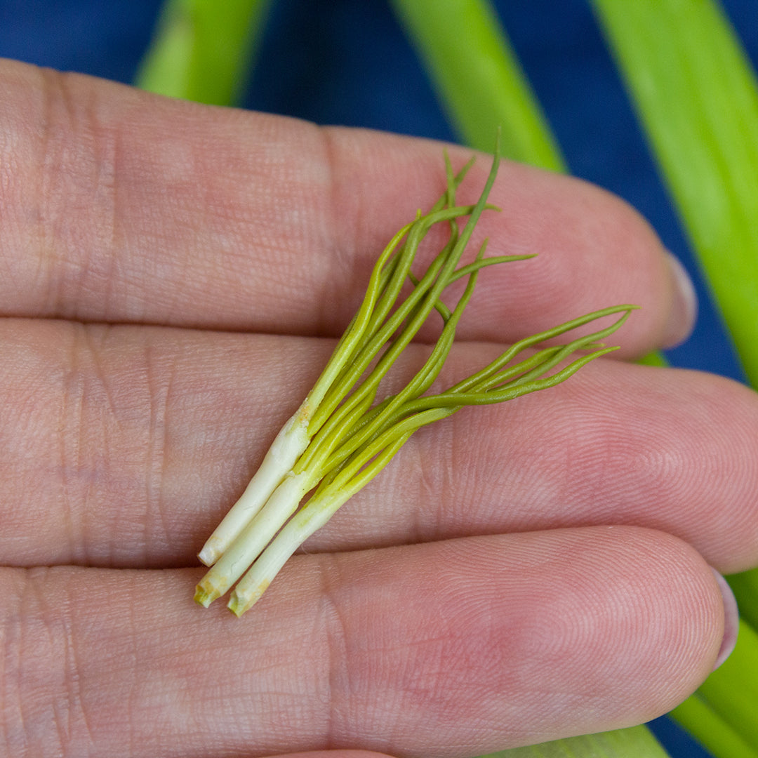 TUTORIAL Miniature green onion with polymer clay | PDF + video