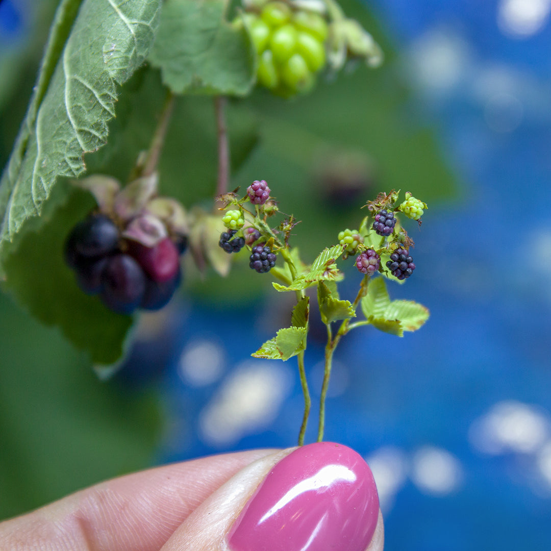 TUTORIAL Miniature blackberry branch with polymer clay for 1:12 scale dollhouse | PDF + video