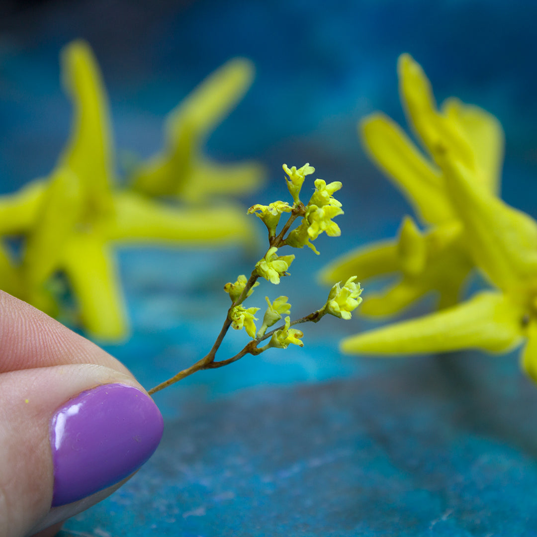 TUTORIAL Miniature forsythia with air dry clay | PDF + video