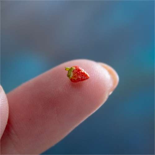 TUTORIAL Miniature polymer clay strawberry for 1:12 scale dollhouse | PDF + video