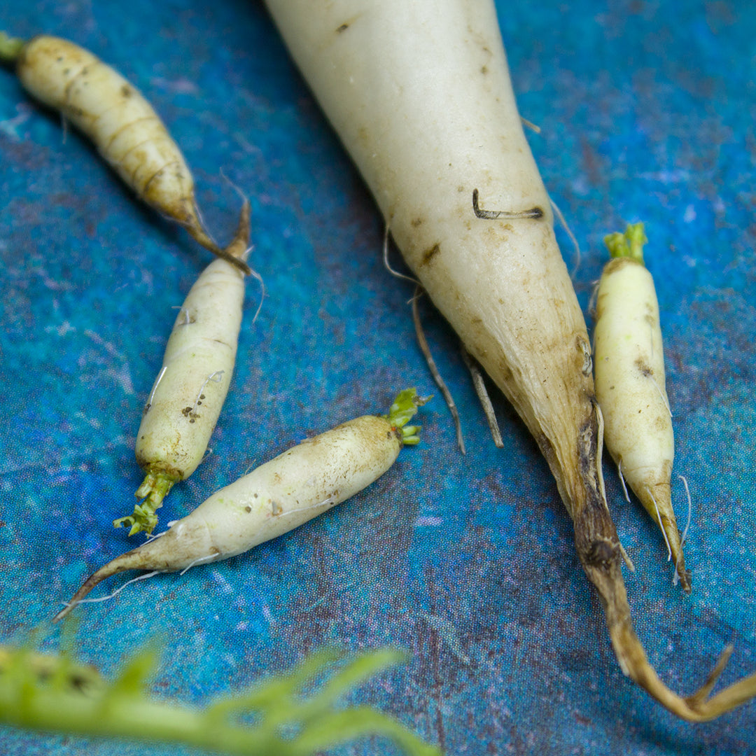 TUTORIAL Miniature daikon with polymer clay | PDF + video