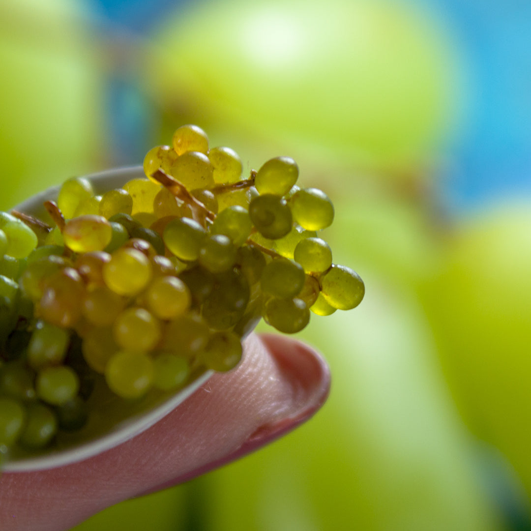 TUTORIAL Miniature grape with polymer clay | PDF + video
