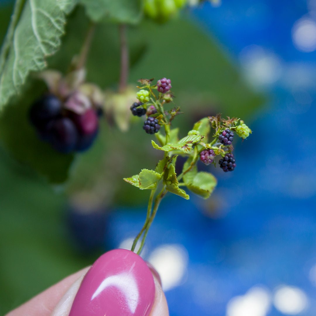 TUTORIAL Miniature blackberry branch with polymer clay for 1:12 scale dollhouse | PDF + video