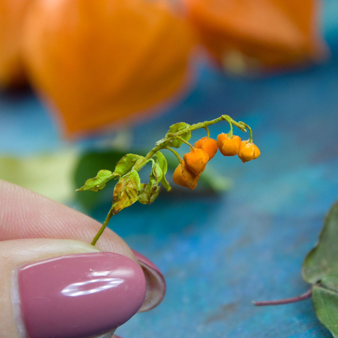 TUTORIAL Miniature physalis with air dry clay | PDF + video