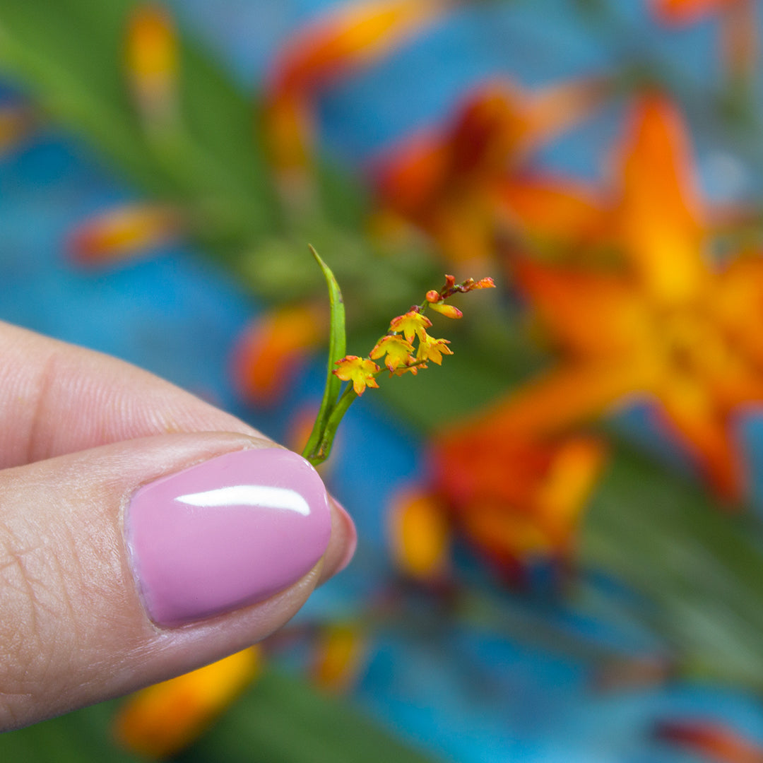 TUTORIAL Miniature crocosmia (montbretia) with air dry clay | PDF + video