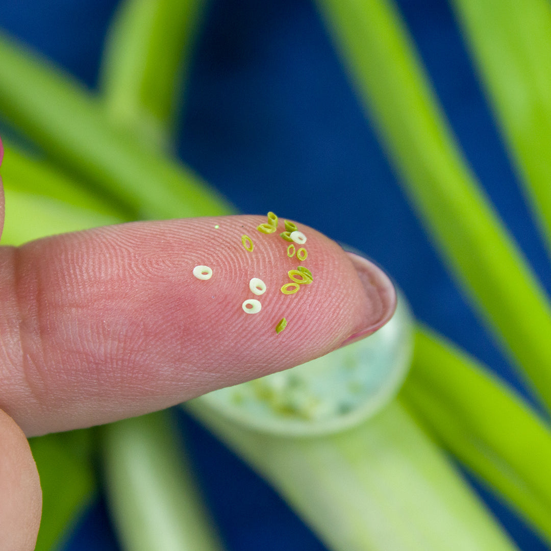 TUTORIAL Miniature green onion with polymer clay | PDF + video