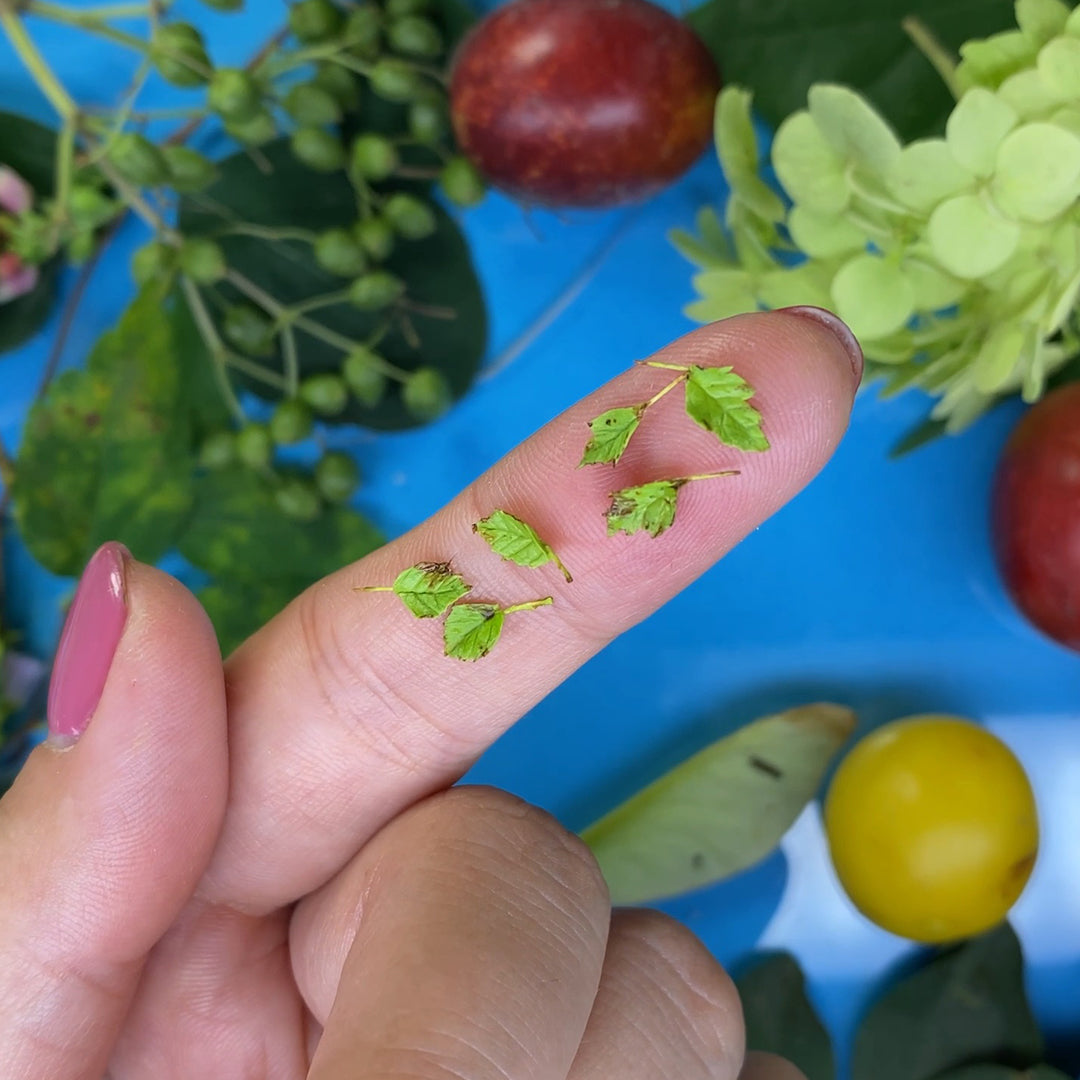 TUTORIAL Miniature autumn leaves with air dry clay | PDF + video