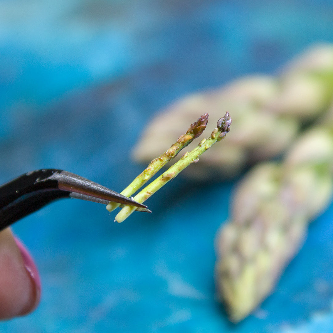 TUTORIAL Miniature asparagus with polymer clay | PDF + video