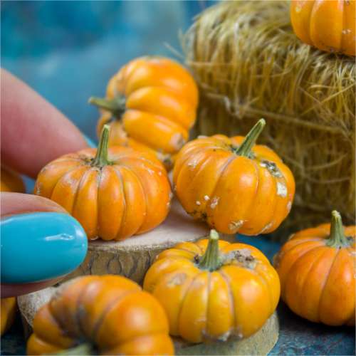 TUTORIAL Miniature dirty pumpkins with polymer clay | PDF + video