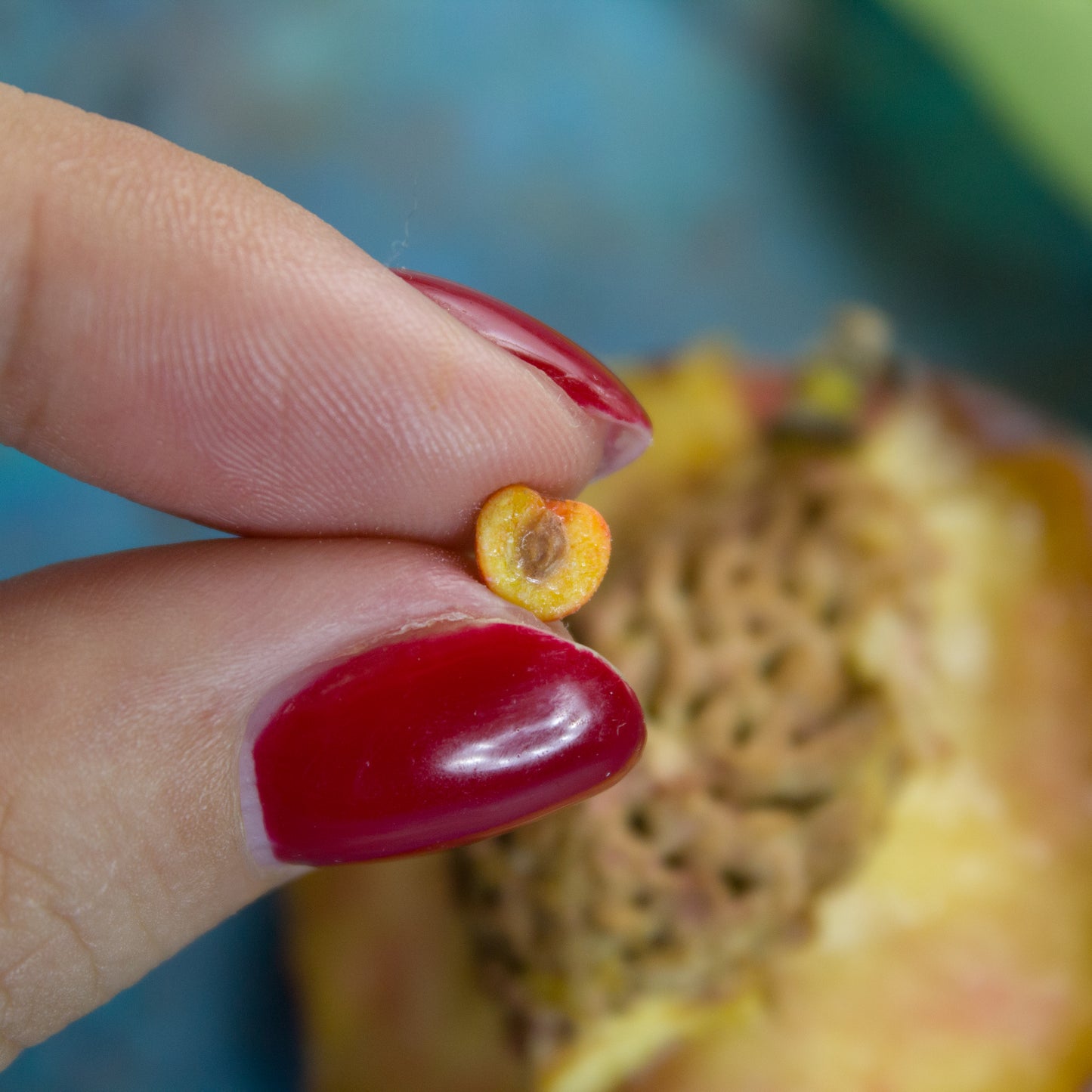 TUTORIAL Miniature peaches with polymer clay | PDF + video