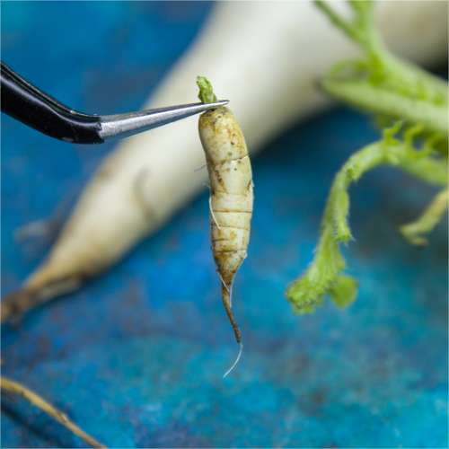 TUTORIAL Miniature daikon with polymer clay | PDF + video