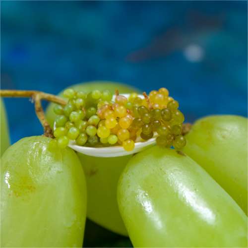 TUTORIAL Miniature grape with polymer clay | PDF + video
