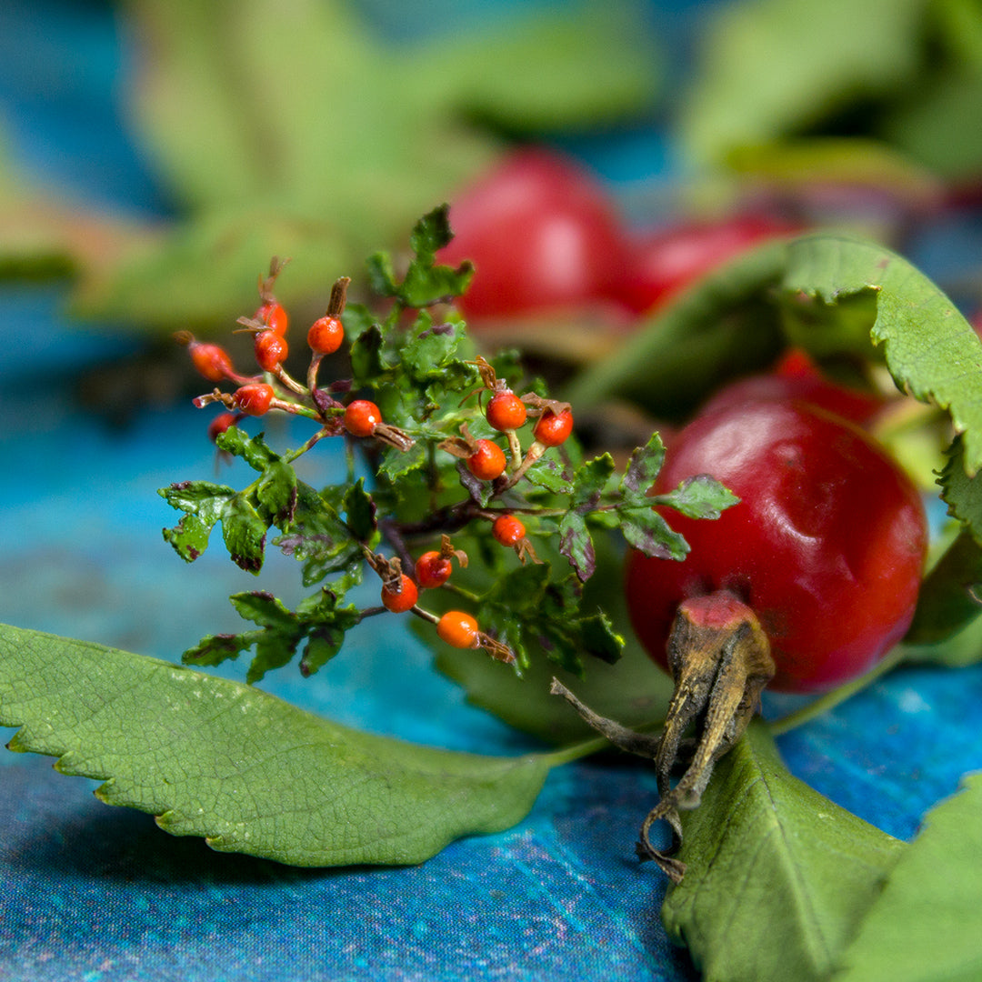 TUTORIAL Miniature rosehip sprig with air dry clay | PDF + video