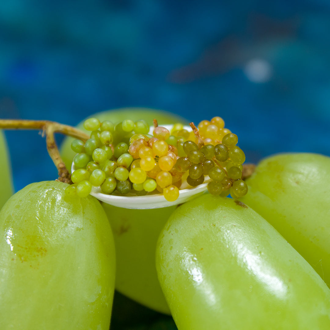 TUTORIAL Miniature grape with polymer clay | PDF + video