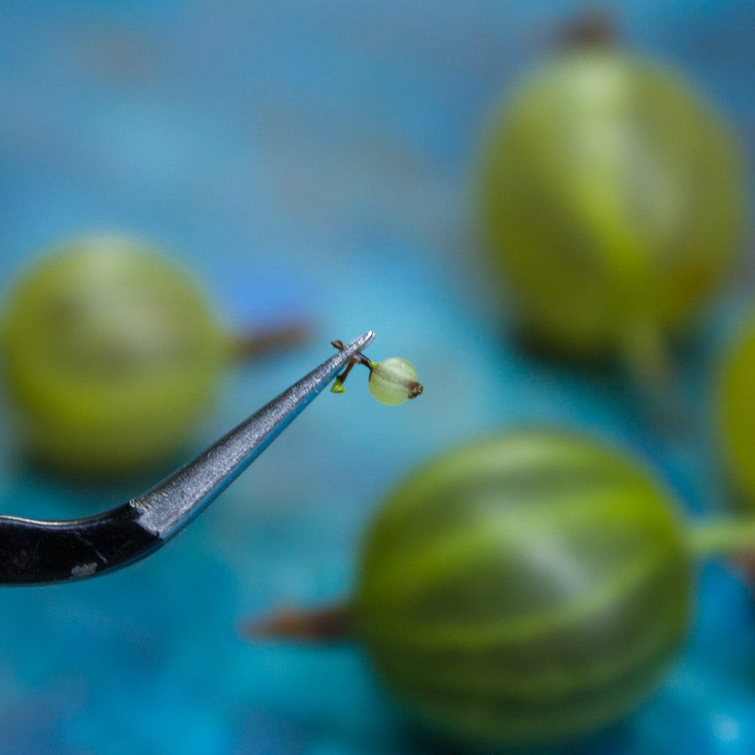 TUTORIAL Miniature gooseberries with polymer clay | PDF + video