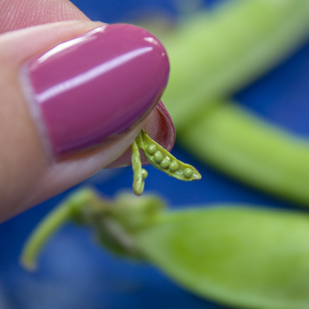 TUTORIAL Miniature peas with polymer clay | PDF + video