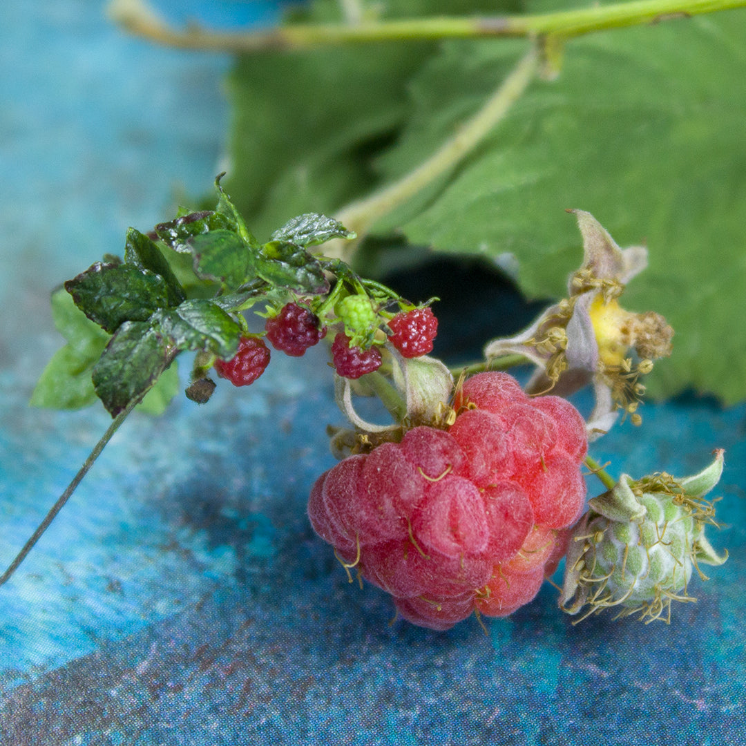 TUTORIAL Miniature raspberry with polymer clay and air dry clay | PDF + video