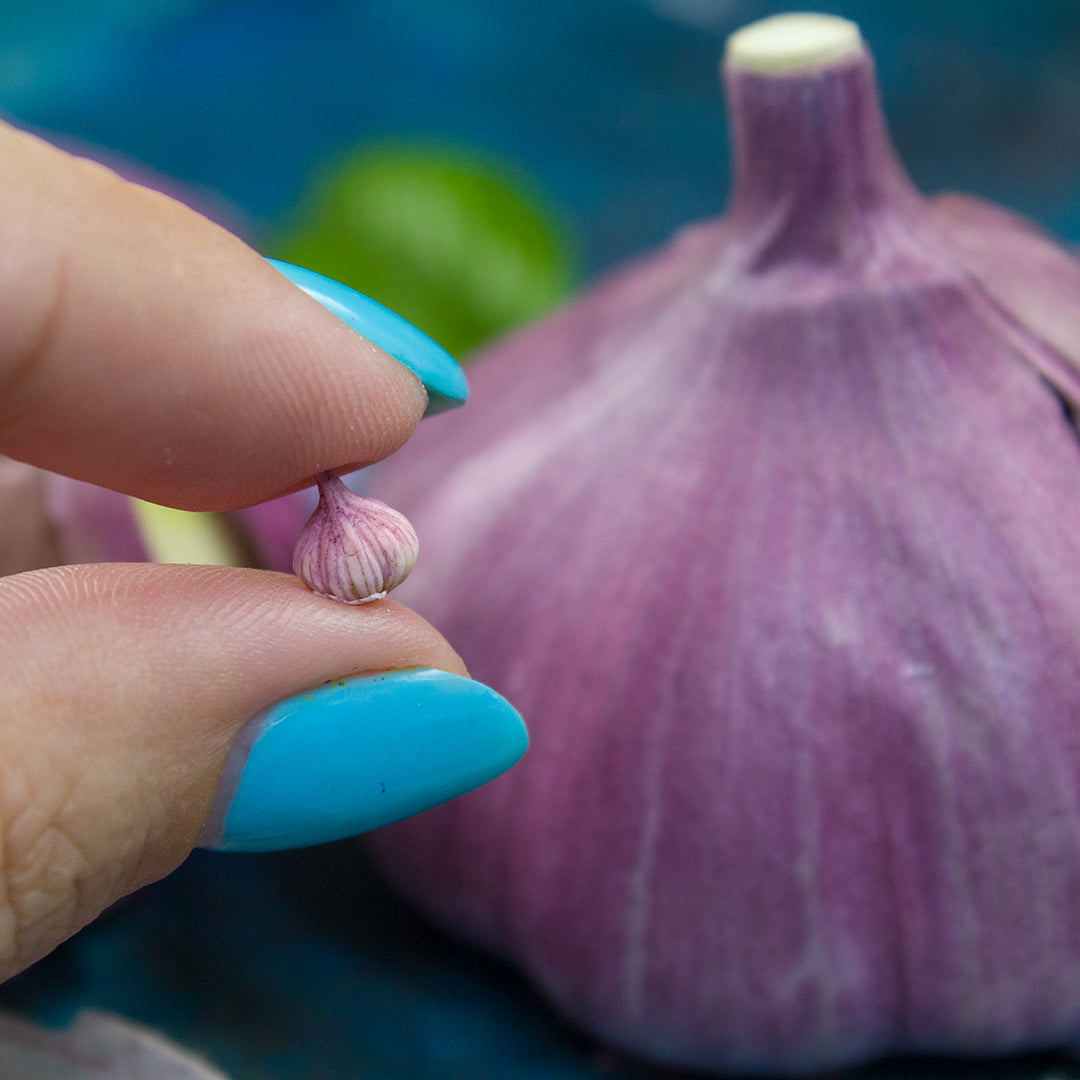 TUTORIAL Miniature garlic with polymer clay for 1:12 scale dollhouse | PDF + video