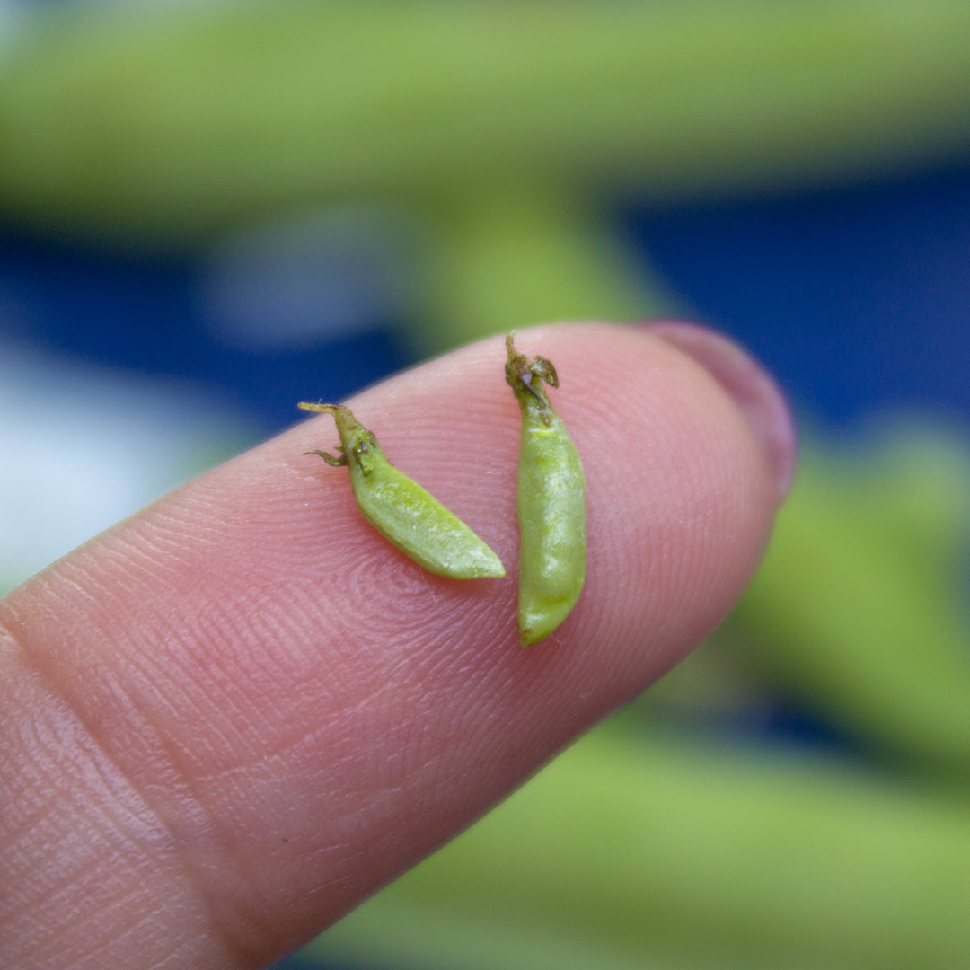 TUTORIAL Miniature peas with polymer clay | PDF + video