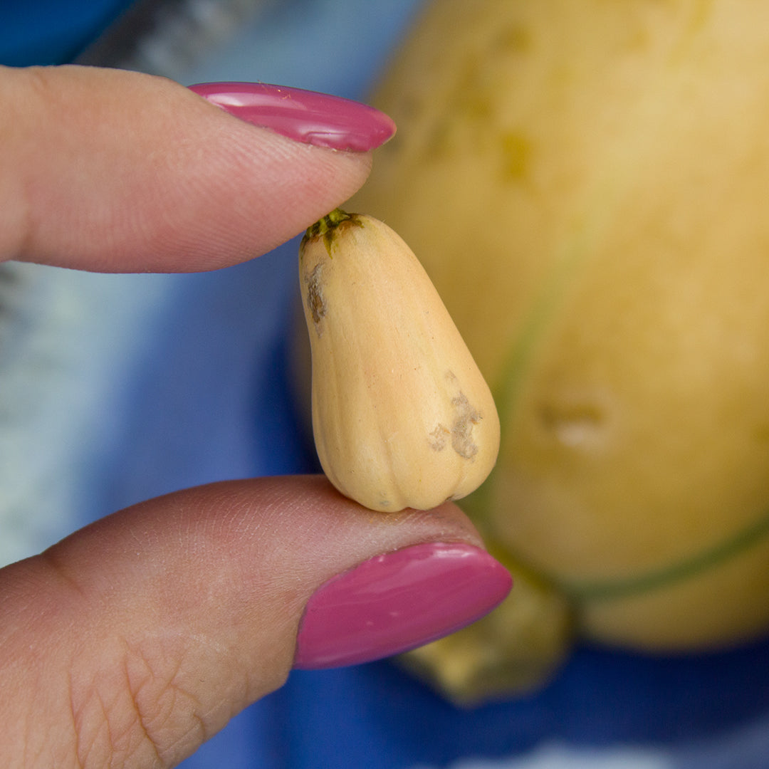 TUTORIAL Miniature bottle pumpkin / miniature butternut squash with polymer clay | PDF + video