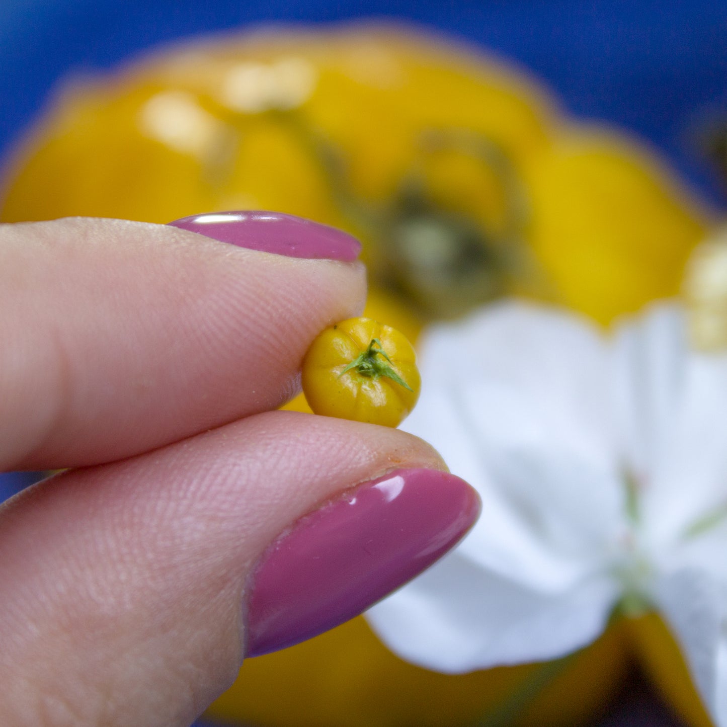 TUTORIAL Miniature big yellow tomato cane with polymer clay | PDF + video