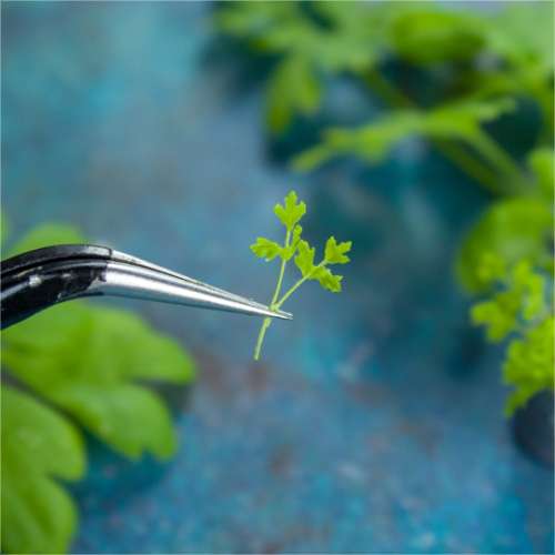 TUTORIAL Miniature parsley with air dry clay | PDF + video