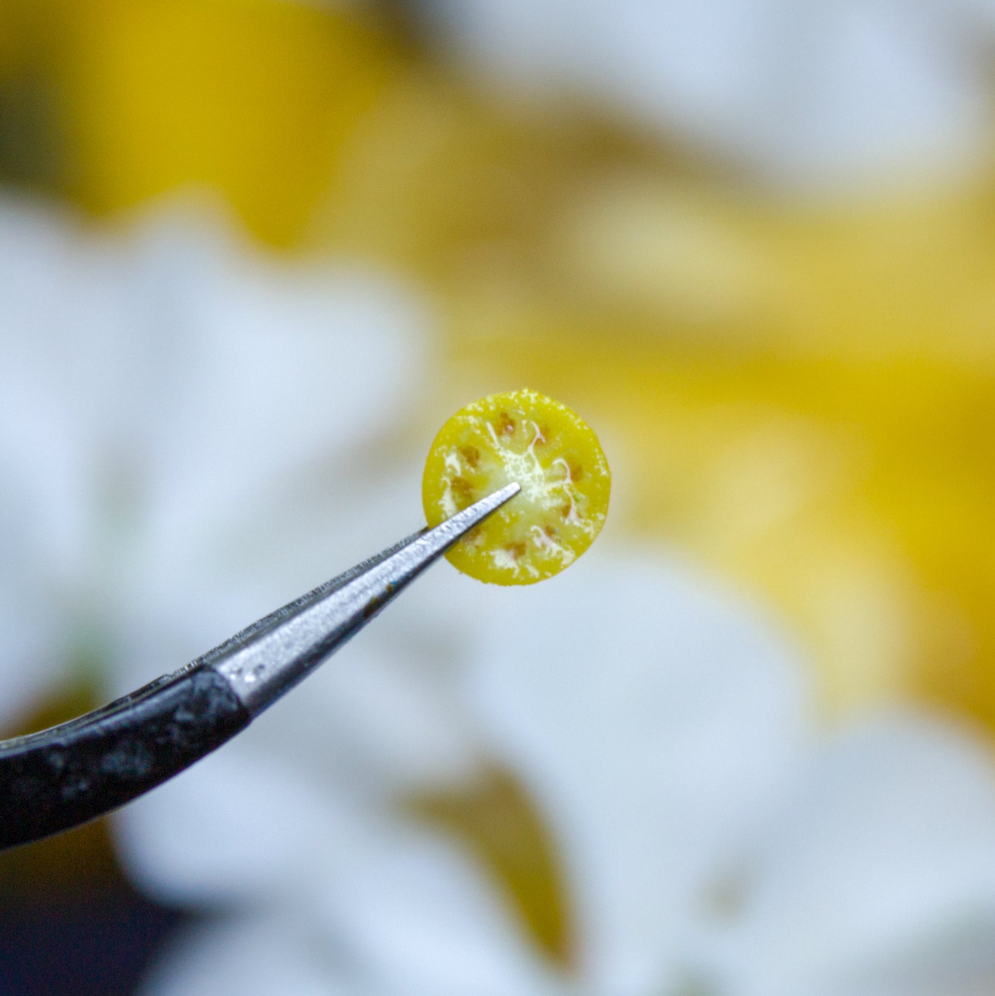 TUTORIAL Miniature big yellow tomato cane with polymer clay | PDF + video
