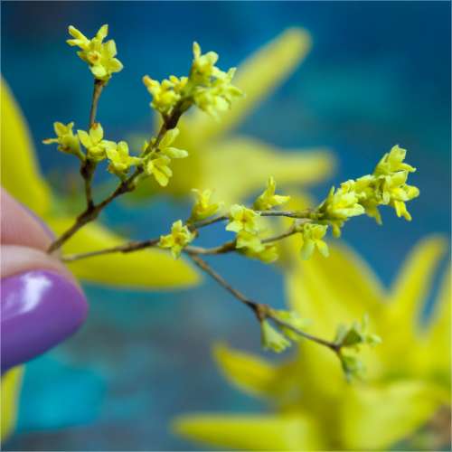 TUTORIAL Miniature forsythia with air dry clay | PDF + video