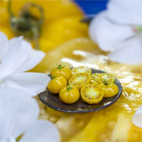 TUTORIAL Miniature big yellow tomato cane with polymer clay | PDF + video