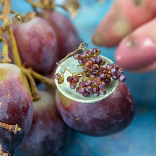TUTORIAL Miniature red grape with polymer clay | PDF + video