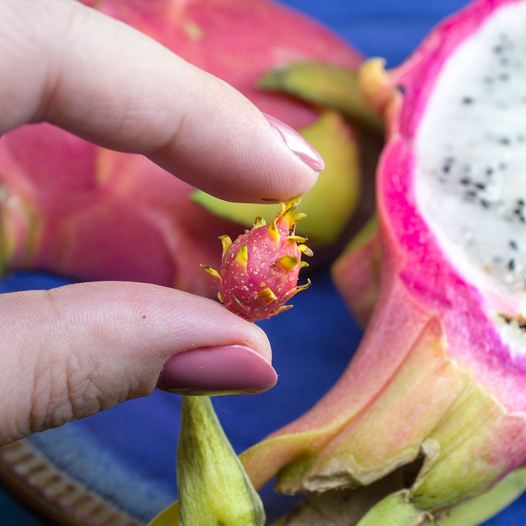 TUTORIAL Miniature pitaya or dragon fruit with polymer clay | PDF + video