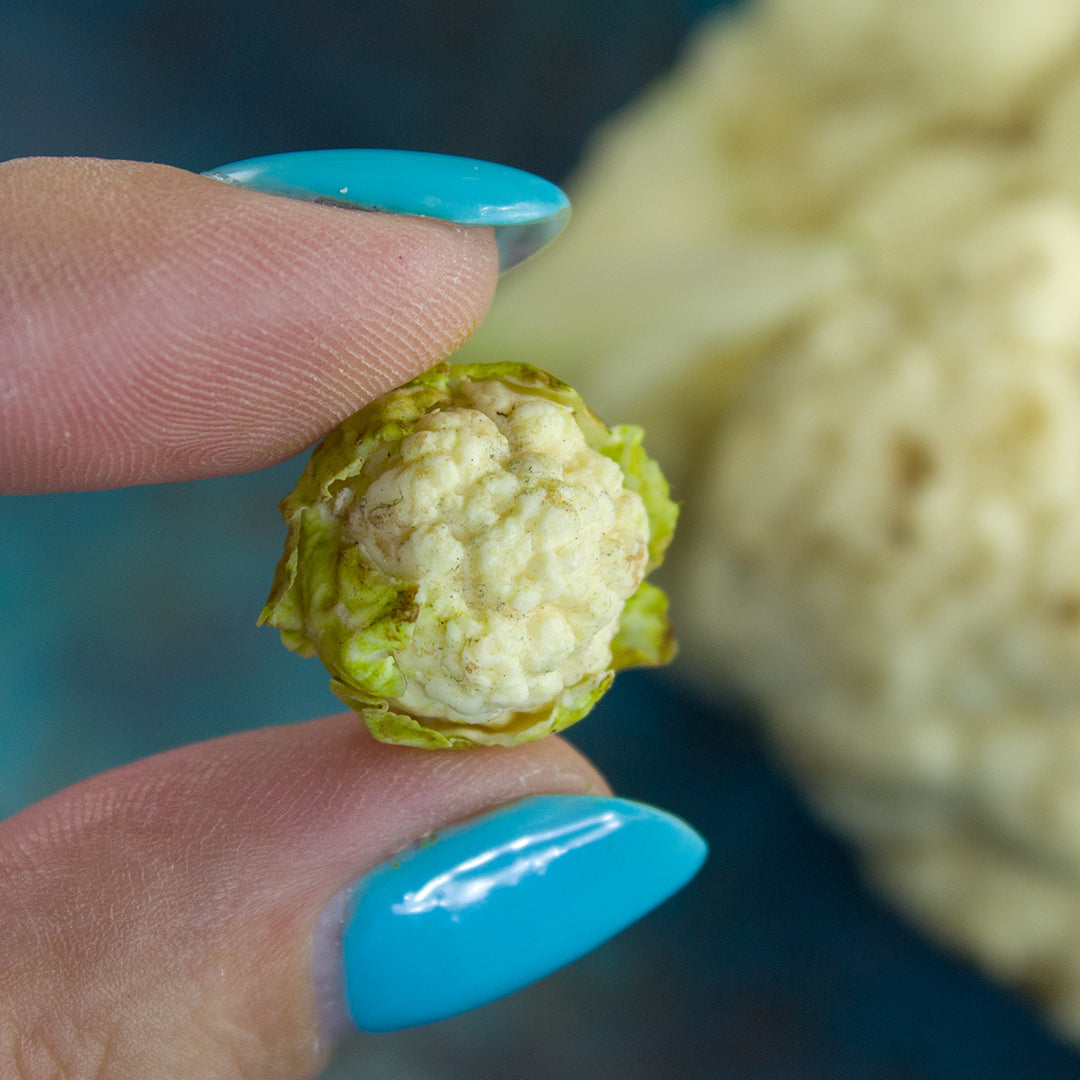 TUTORIAL Miniature cauliflower with polymer clay | PDF + video