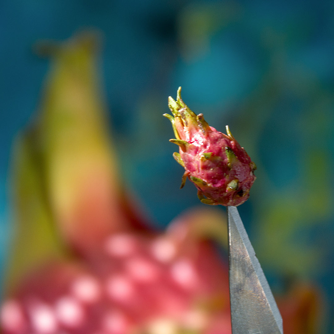 TUTORIAL Skinner blend gradient for miniature pitaya | PDF + video