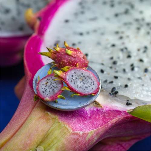 TUTORIAL Miniature pitaya or dragon fruit with polymer clay | PDF + video