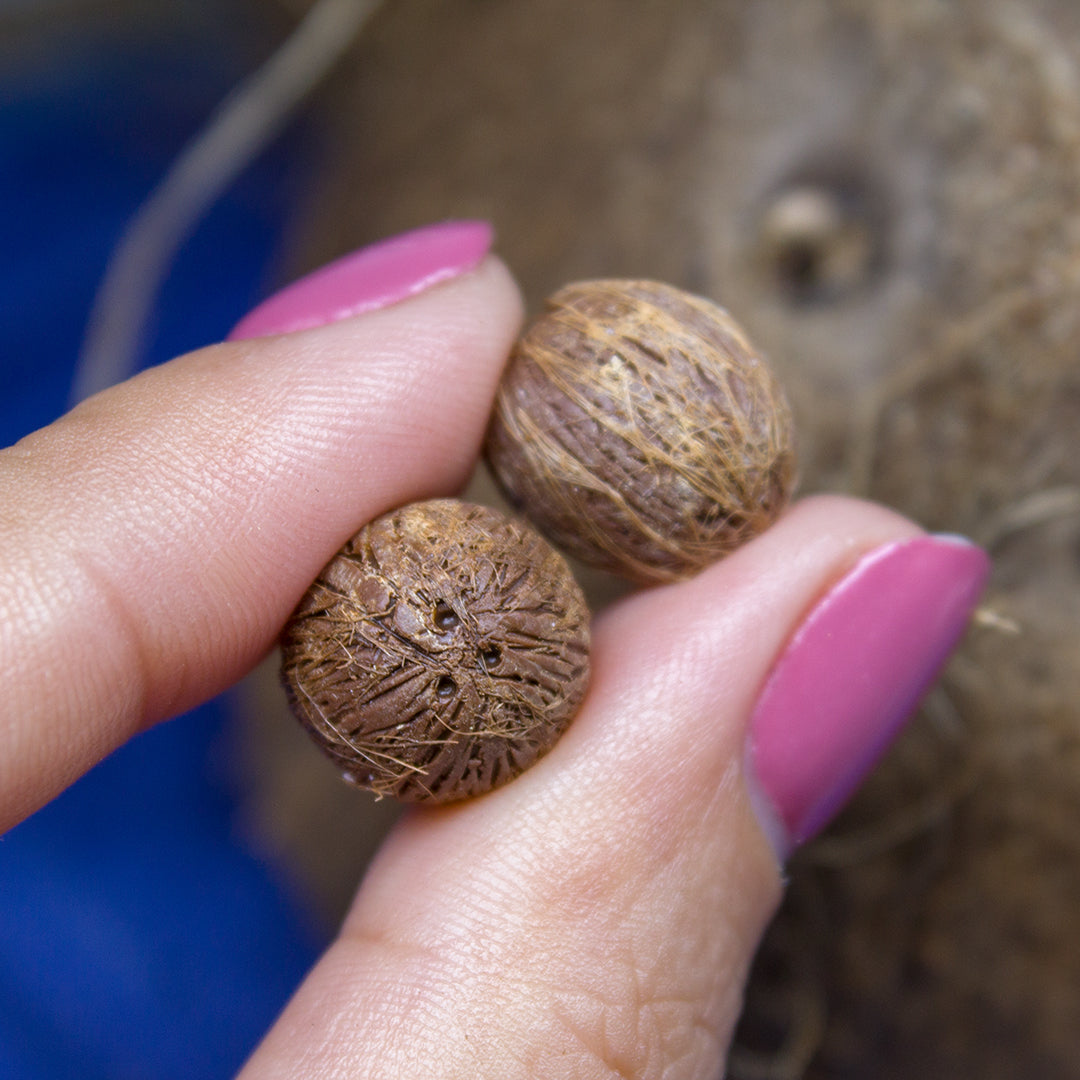 TUTORIAL Miniature coconut with polymer clay | PDF + video