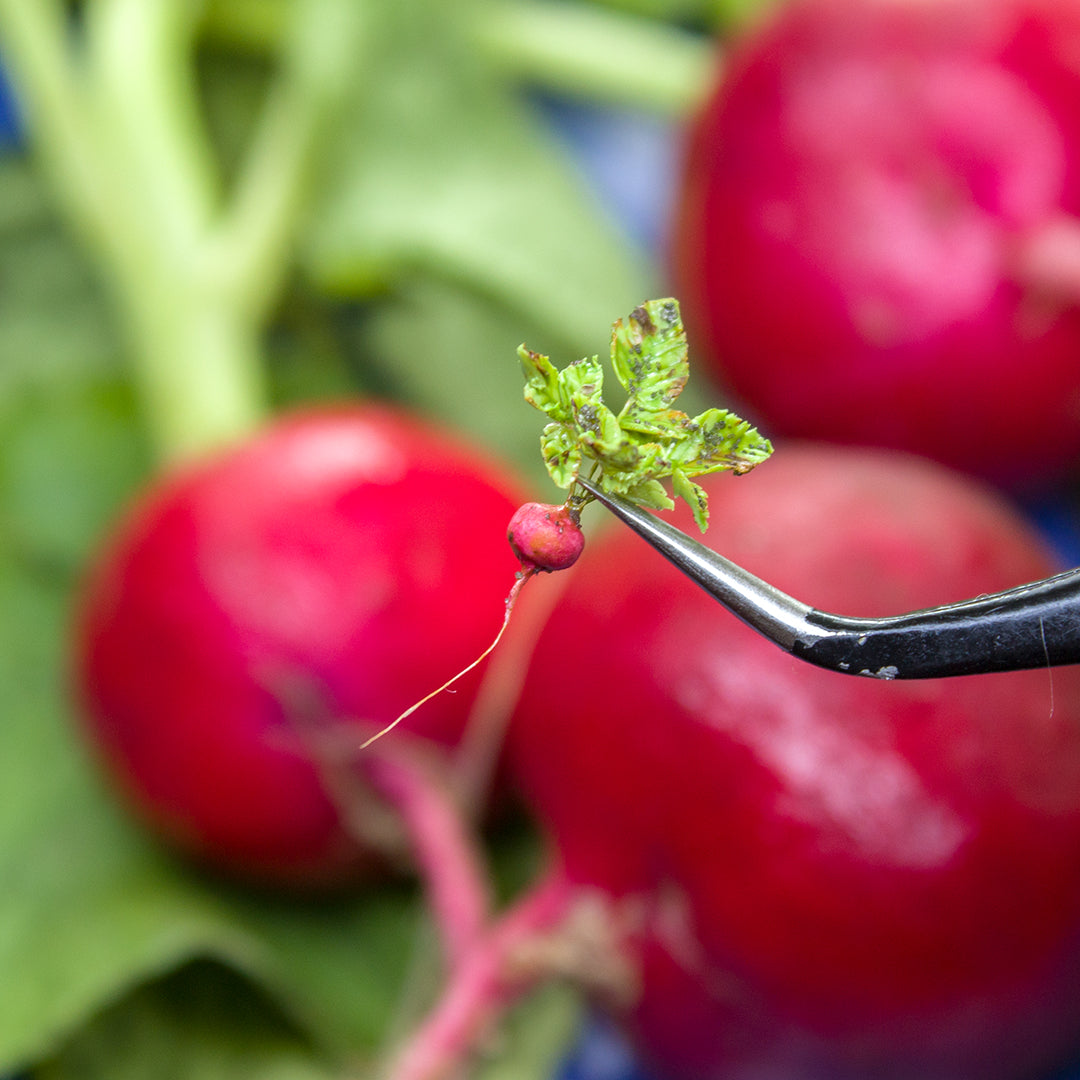 TUTORIAL Miniature radish with polymer clay for 1:12 scale dollhouse | PDF + video