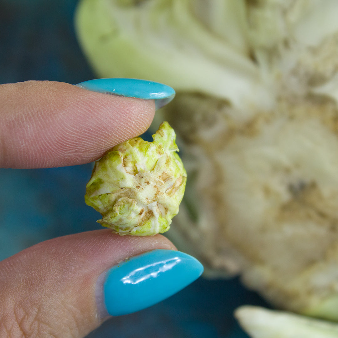 TUTORIAL Miniature cauliflower with polymer clay | PDF + video