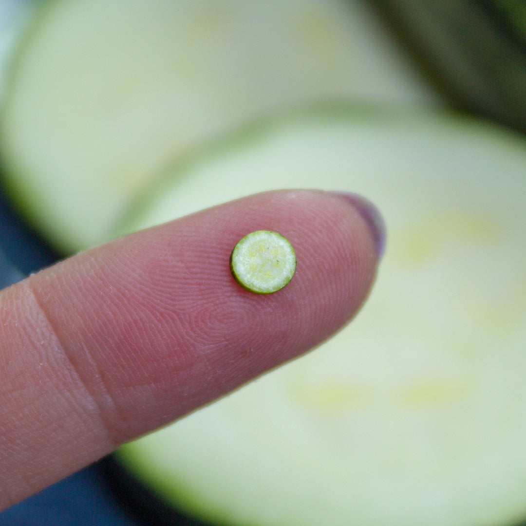 TUTORIAL Miniature zucchini cane with polymer clay | PDF + video