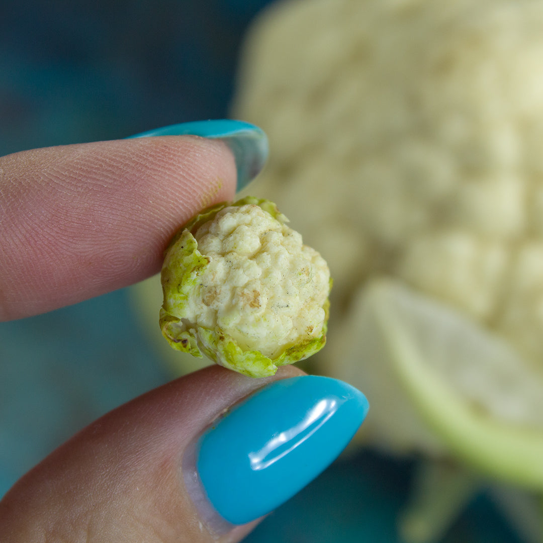 TUTORIAL Miniature cauliflower with polymer clay | PDF + video