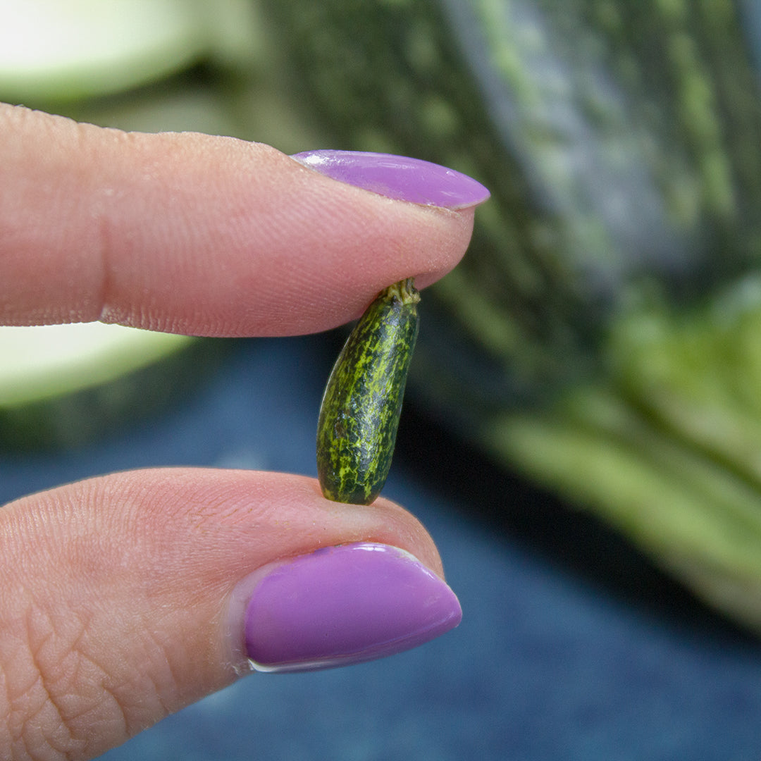 TUTORIAL Miniature zucchini cane with polymer clay | PDF + video