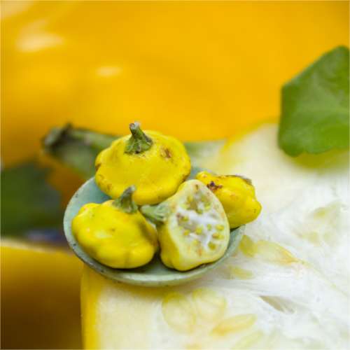 TUTORIAL Miniature pattypan squash (patisson) with polymer clay for 1:12 scale dollhouse | PDF + video