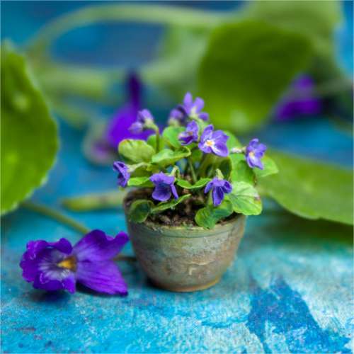 TUTORIAL Miniature wild pansies with air dry clay | PDF + video