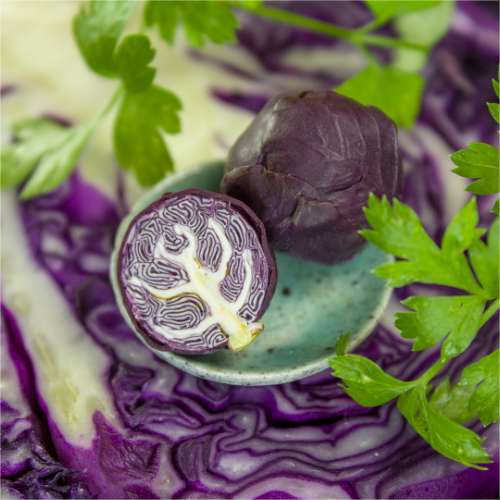 TUTORIAL Miniature red cabbage cane with polymer clay | PDF + video